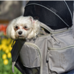 Best Dog Backpack Carriers - Ultimate Buying Guide