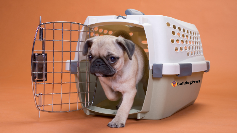 How To Choose A Dog Crate