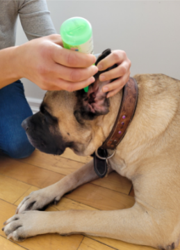 How To Clean A French Bulldog’s Ears – And Keep Them Healthy