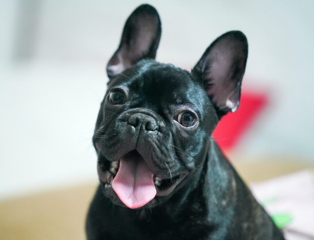 What are Frenchton Dogs