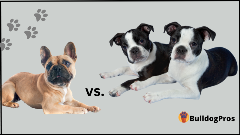 French Bulldog vs. Boston Terrier